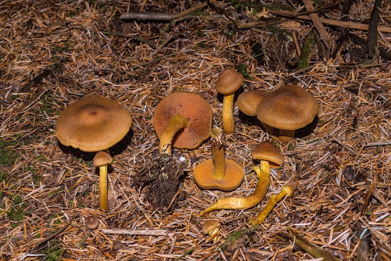 Cortinarius cinnamomeus - © Charles Hipkin