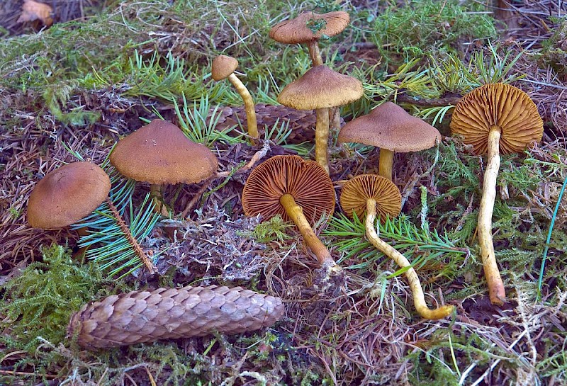 Cortinarius cinnamomeus - © Charles Hipkin