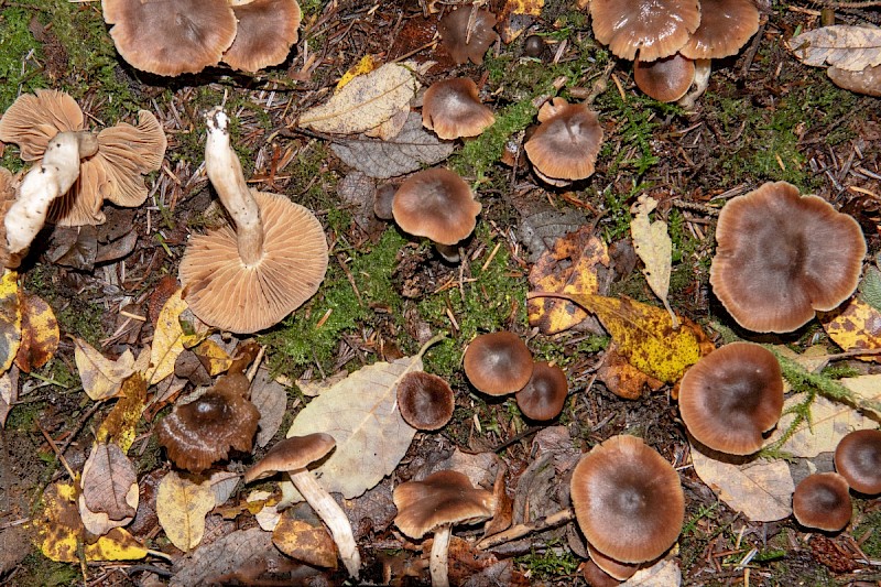 Cortinarius sp. (indet.) - © Charles Hipkin