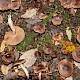 Cortinarius sp. (indet.)