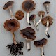 Cortinarius sp. (indet.)