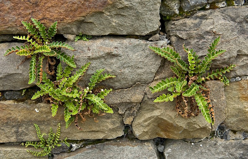 Asplenium ceterach - © Charles Hipkin