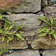 Asplenium ceterach