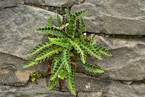 Asplenium ceterach Rustyback