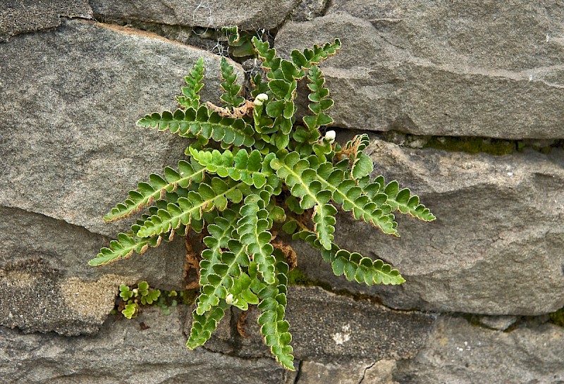 Asplenium ceterach - © Charles Hipkin