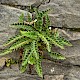 Asplenium ceterach