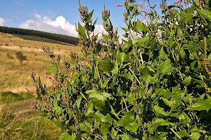 Atriplex prostrata Spear-leaved Orache