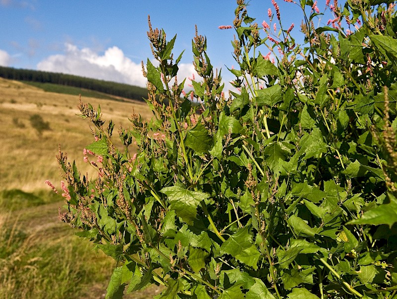 Atriplex prostrata - © Charles Hipkin