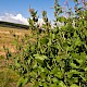 Atriplex prostrata