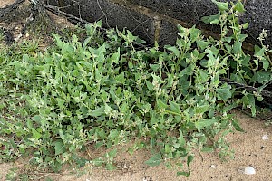 Atriplex glabriuscula Babington's Orache