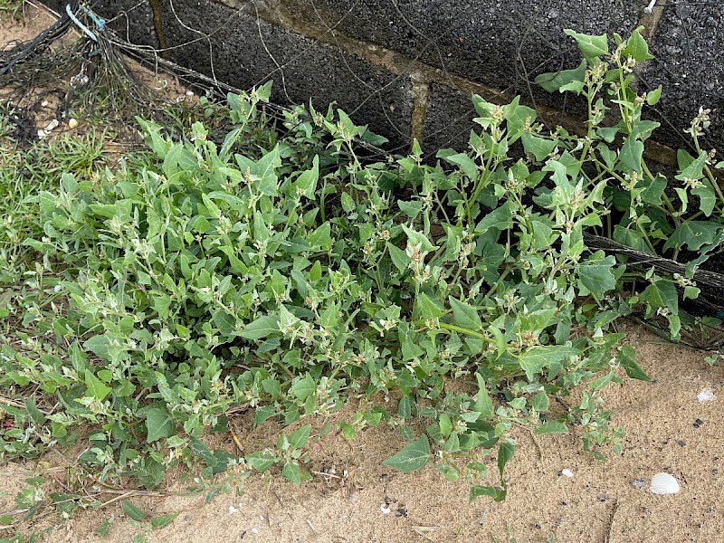 Atriplex glabriuscula - © Charles Hipkin