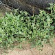 Atriplex glabriuscula