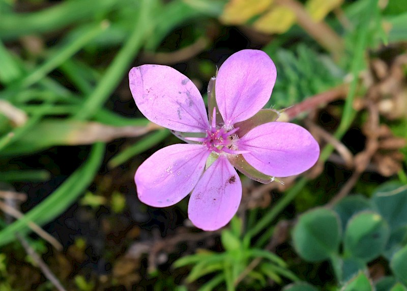 Erodium moschatum - © Barry Stewart