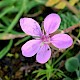 Erodium moschatum