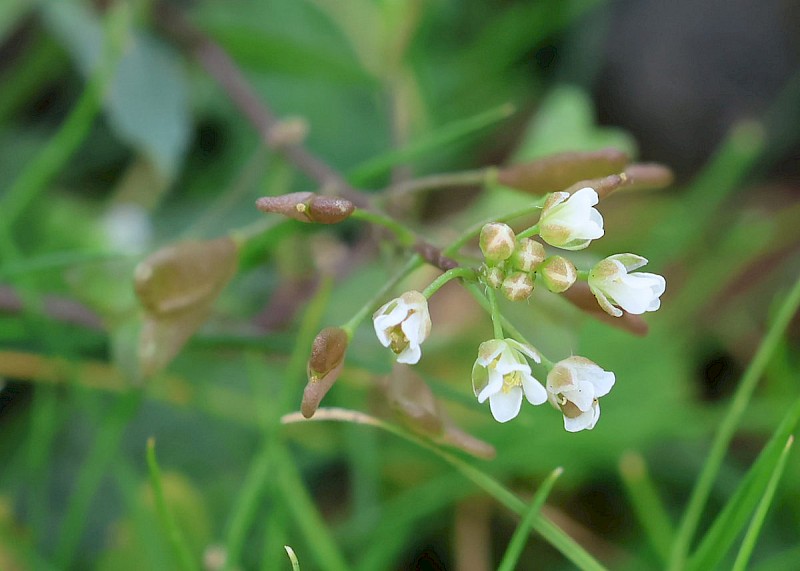 Capsella bursa-pastoris - © Barry Stewart