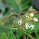 Capsella bursa-pastoris