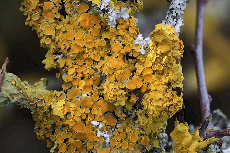 Xanthoria parietina - © Barry Stewart