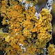 Xanthoria parietina