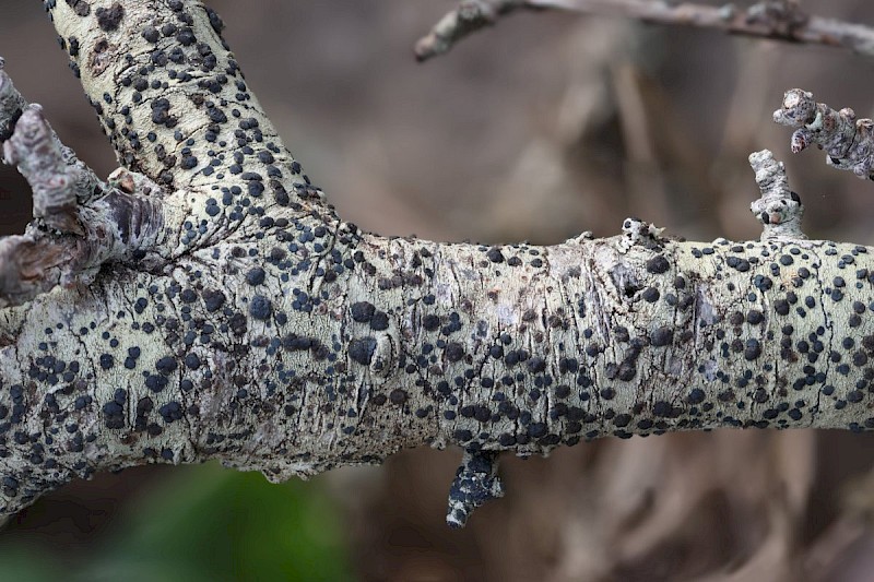 Lecidella elaeochroma f. elaeochroma - © Barry Stewart