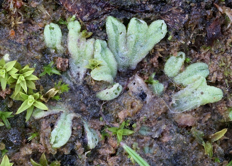 Riccia subbifurca - © Barry Stewart