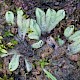 Riccia subbifurca