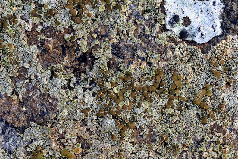 Lecanora campestris subsp. campestris - © Barry Stewart