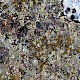 Lecanora campestris subsp. campestris