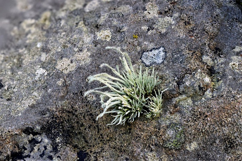 Ramalina siliquosa - © Barry Stewart