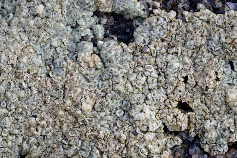 Myriolecis (Lecanora) actophila - © Barry Stewart