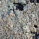 Myriolecis (Lecanora) actophila