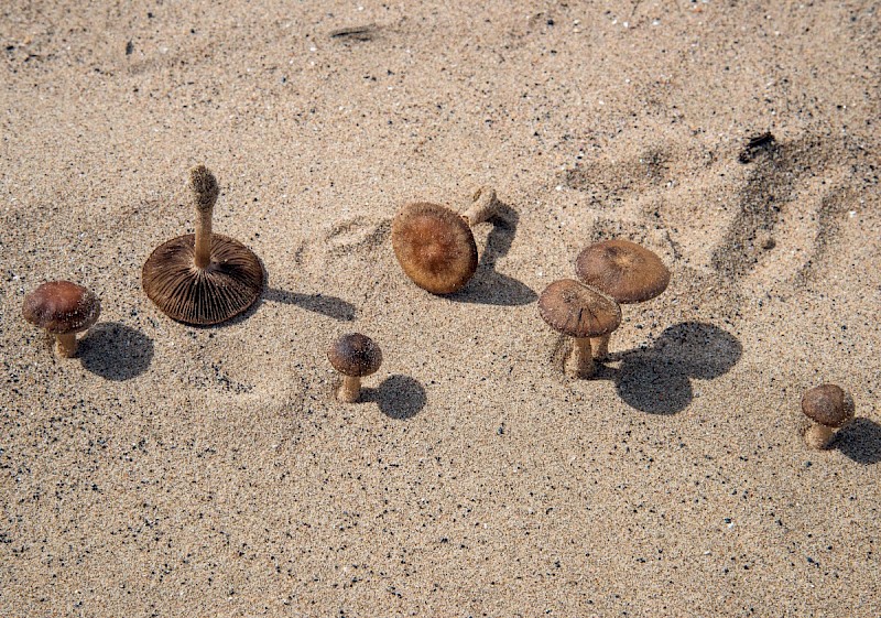 Psathyrella ammophila - © Charles Hipkin