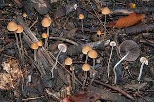 Psathyrella corrugis Red Edge Brittlestem