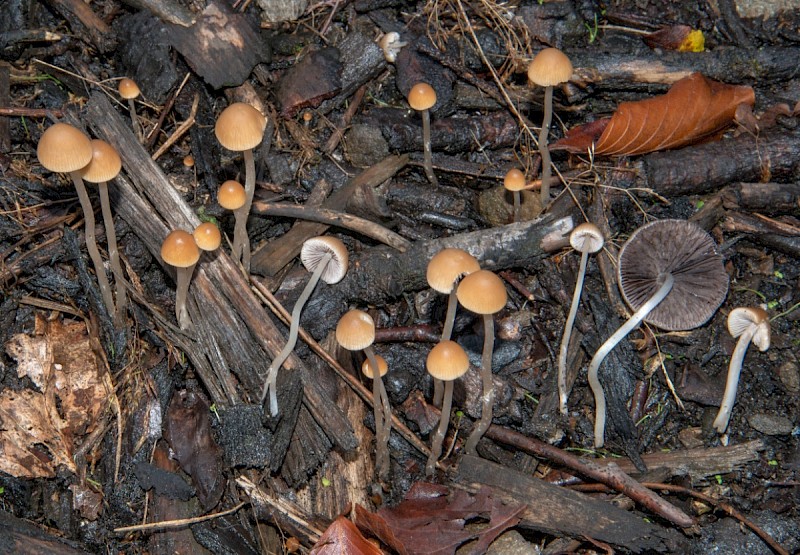 Psathyrella corrugis - © Charles Hipkin