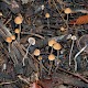 Psathyrella corrugis