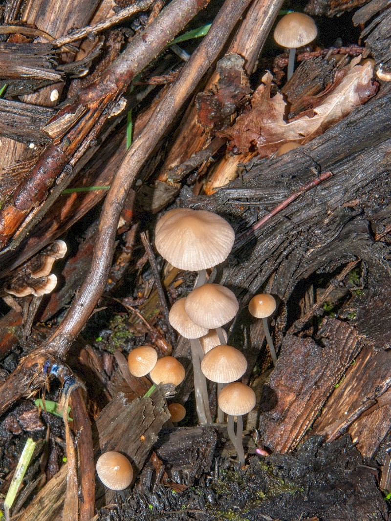 Psathyrella corrugis - © Charles Hipkin