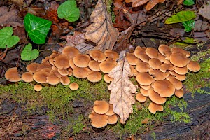 Psathyrella laevissima Slender Stump Brittlestem