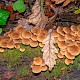 Psathyrella laevissima