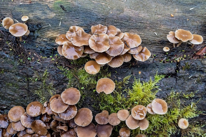 Psathyrella laevissima - © Charles Hipkin