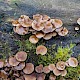 Psathyrella laevissima