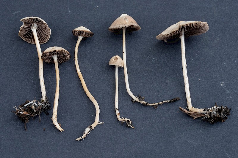 Psathyrella microrhiza - © Charles Hipkin