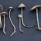 Psathyrella microrhiza