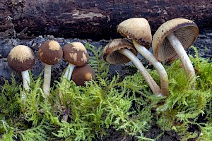 Psathyrella piluliformis Common Stump Brittlestem