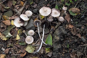 Psathyrella prona 