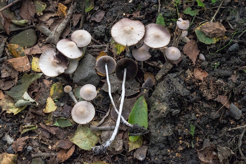 Psathyrella prona - © Charles Hipkin