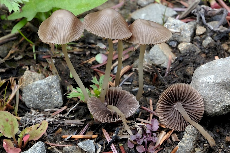 Psathyrella prona - © Charles Hipkin