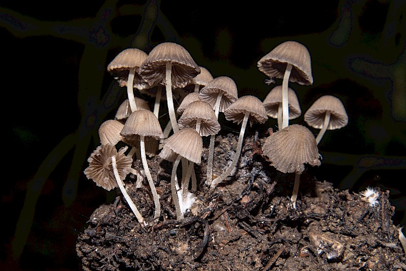 Psathyrella pygmaea - © Charles Hipkin