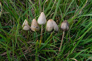 Psilocybe semilanceata Magic Mushroom