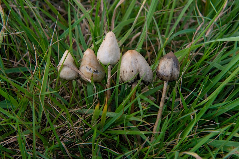 Psilocybe semilanceata - © Charles Hipkin