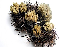 Ramaria fennica 