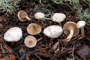 Ripartites tricholoma Bearded Seamine